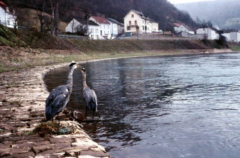 60er Jahre Bild Nr.034